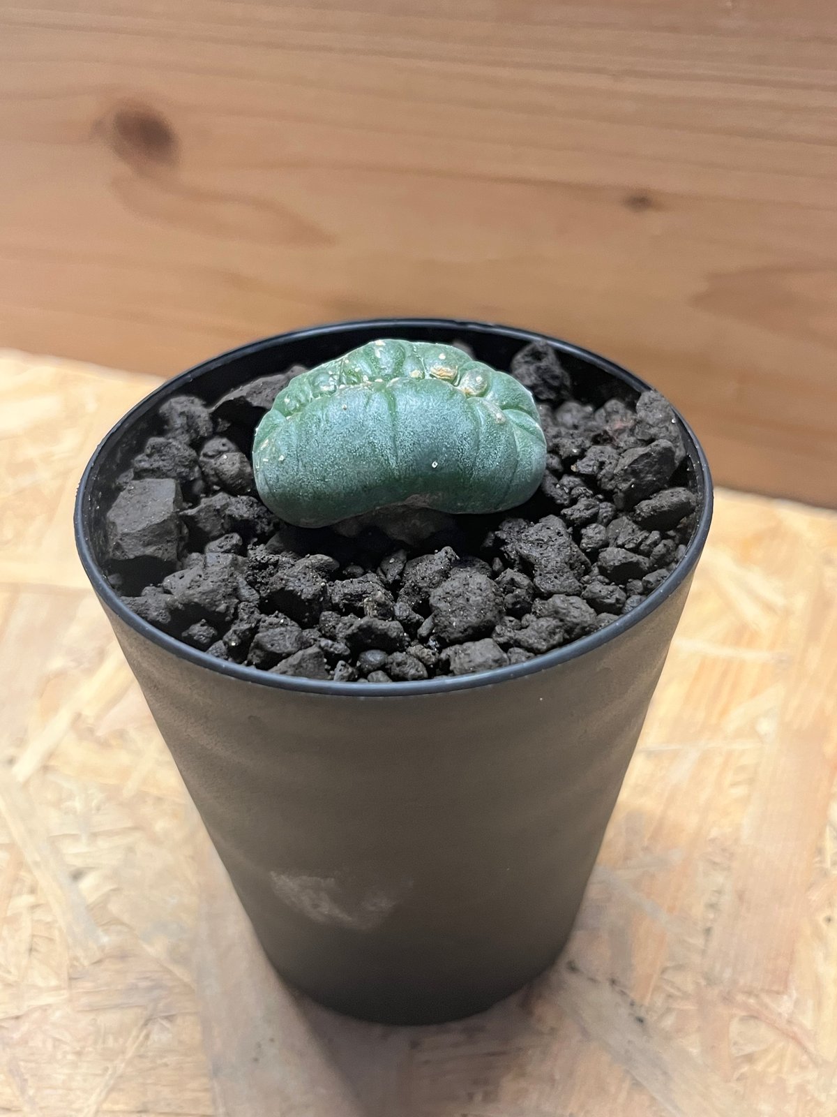 広島羅本 牛乳植物 羅本製所 sofubi workソフビ THOR 新品 羅本製所 robinceramicstudio 羅本製所 robinceramicstudio 羅本