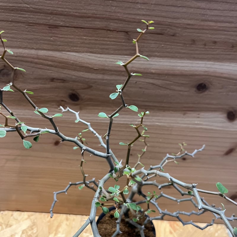 デカリア マダガスカリエンシス | GREEN LUCK