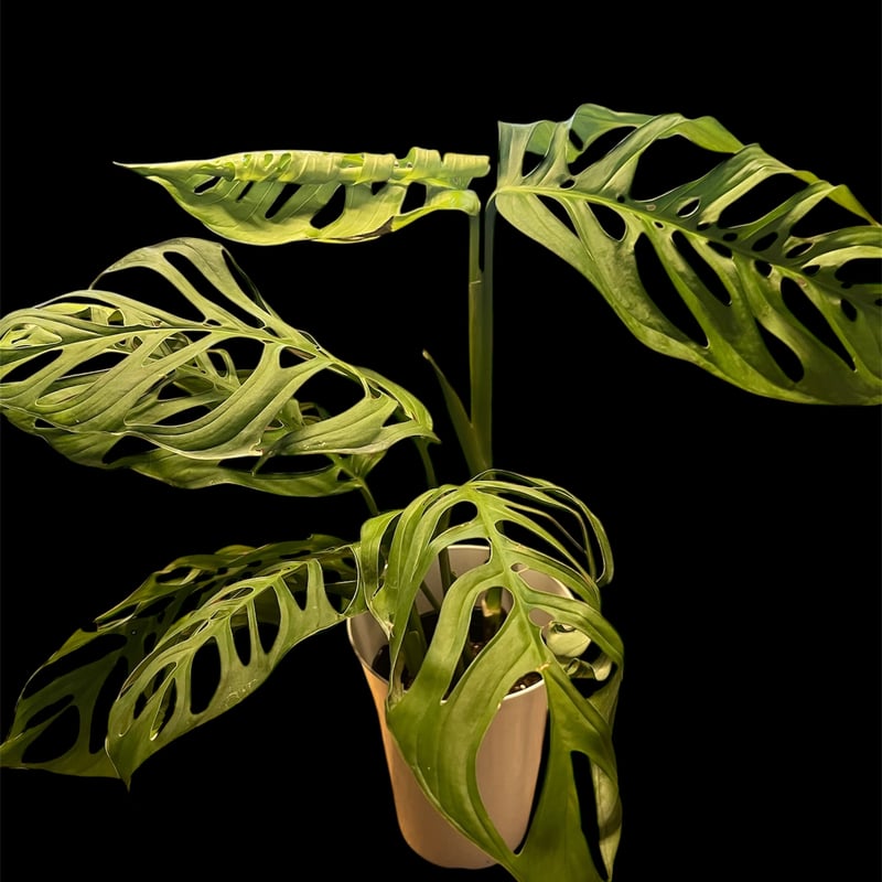 モンステラ エスケレート | GREEN LUCK