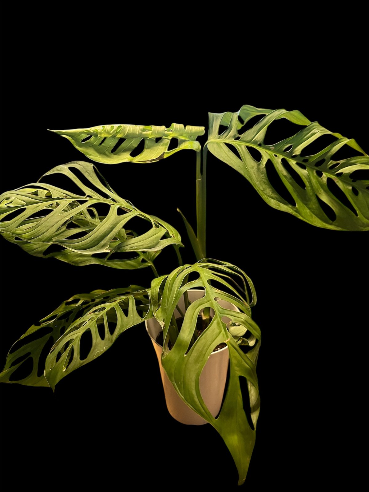 モンステラ エスケレート | GREEN LUCK