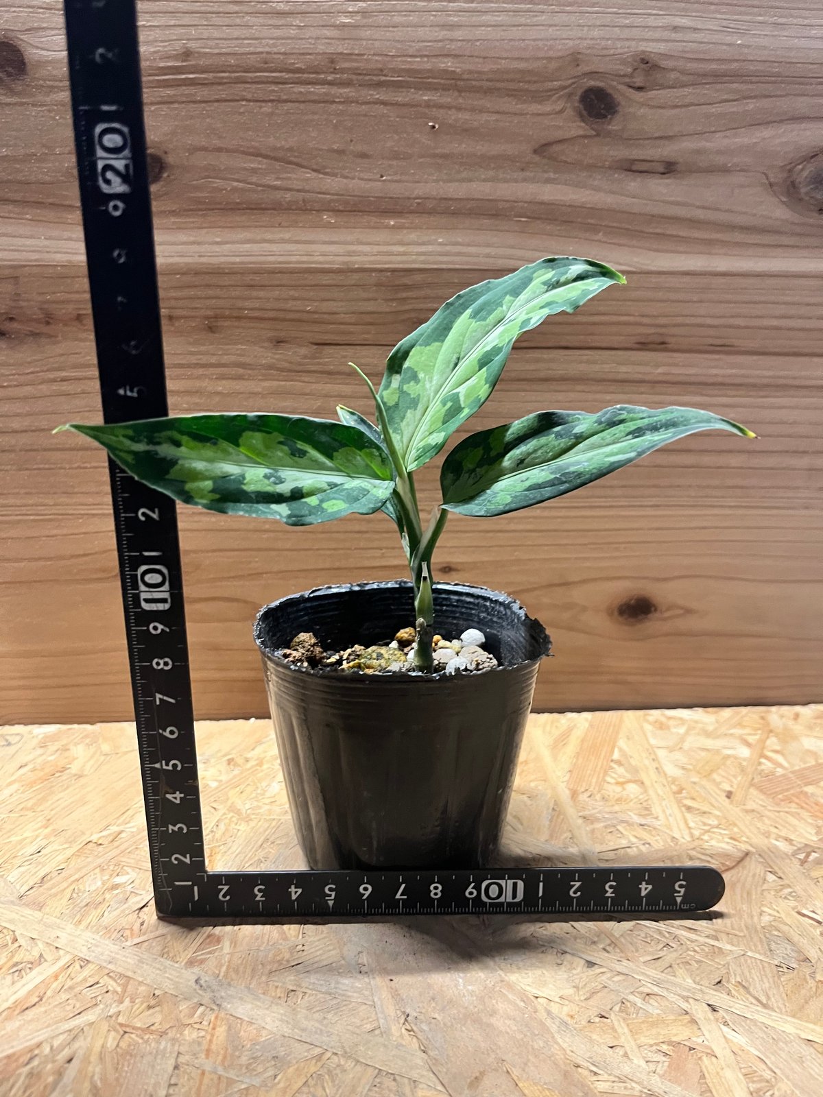 アグラオネマ　ピクタム　エウレカ アグラオネマ ピクタム エウレカタイプ | GREEN LUCK