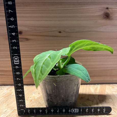 アンスリウム　ヴィレオナルム
