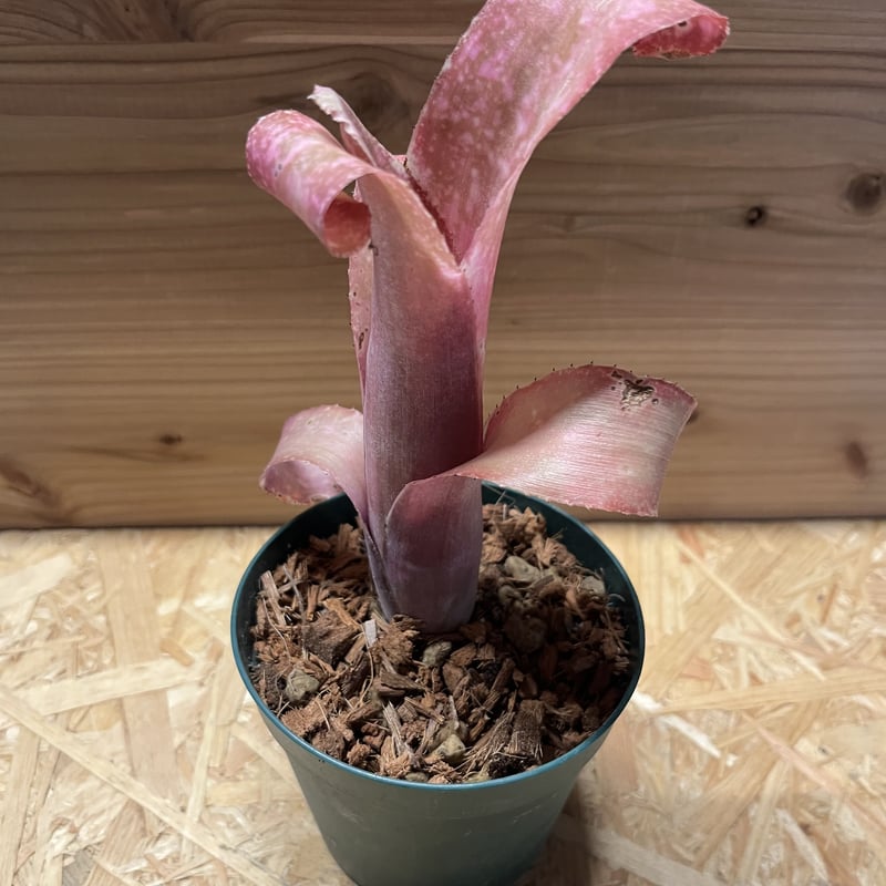 ビルベルギア ピンクシャンパン | GREEN LUCK