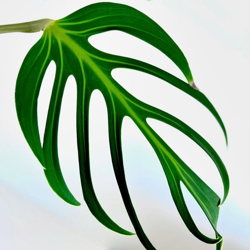 モンステラ　バールマルクスフレーム モンステラ バールマルクスフレーム / Monstera 'Burle Marx's