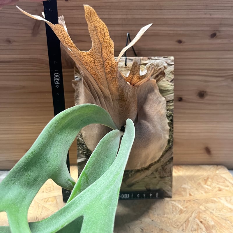 ビカクシダ ウィリンキー 'バリ' | GREEN LUCK