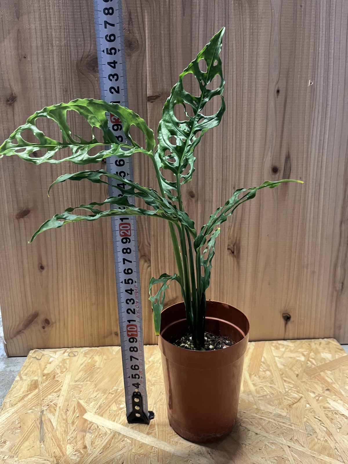 モンステラ オブリクア ペルー | GREEN LUCK