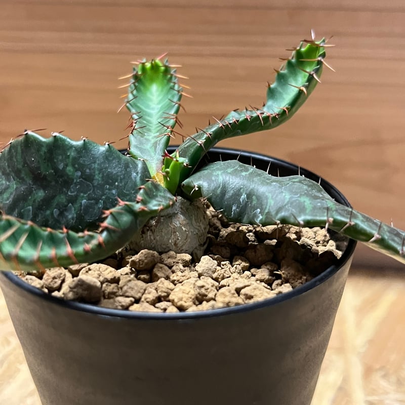 ユーフォルビア ステラータ 飛竜 | GREEN LUCK