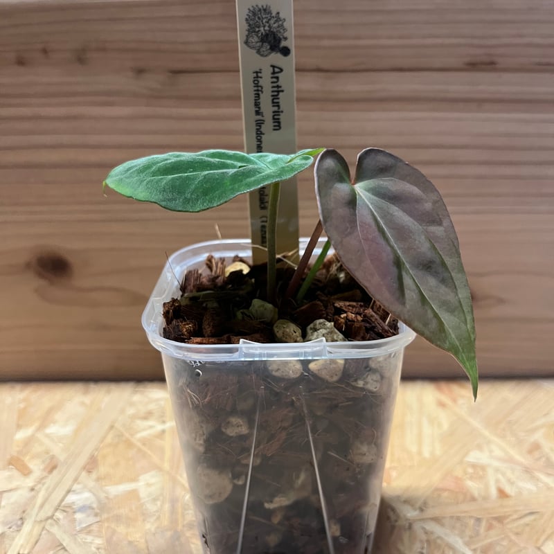 アンスリウム ホフマニー×アントラキー | GREEN LUCK