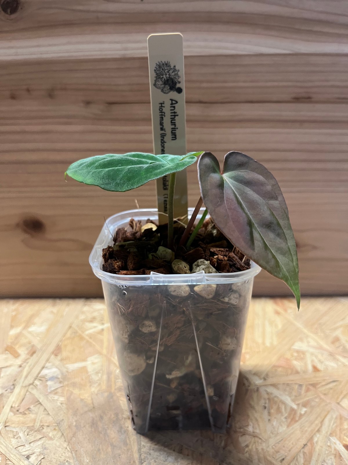 アンスリウム ホフマニーX Anthurium Hoffmanii x アンスリウム ホフマニーX Anthurium Hoffmanii x