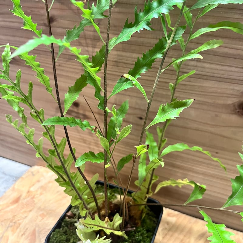 ドリナリア フロリダ | GREEN LUCK