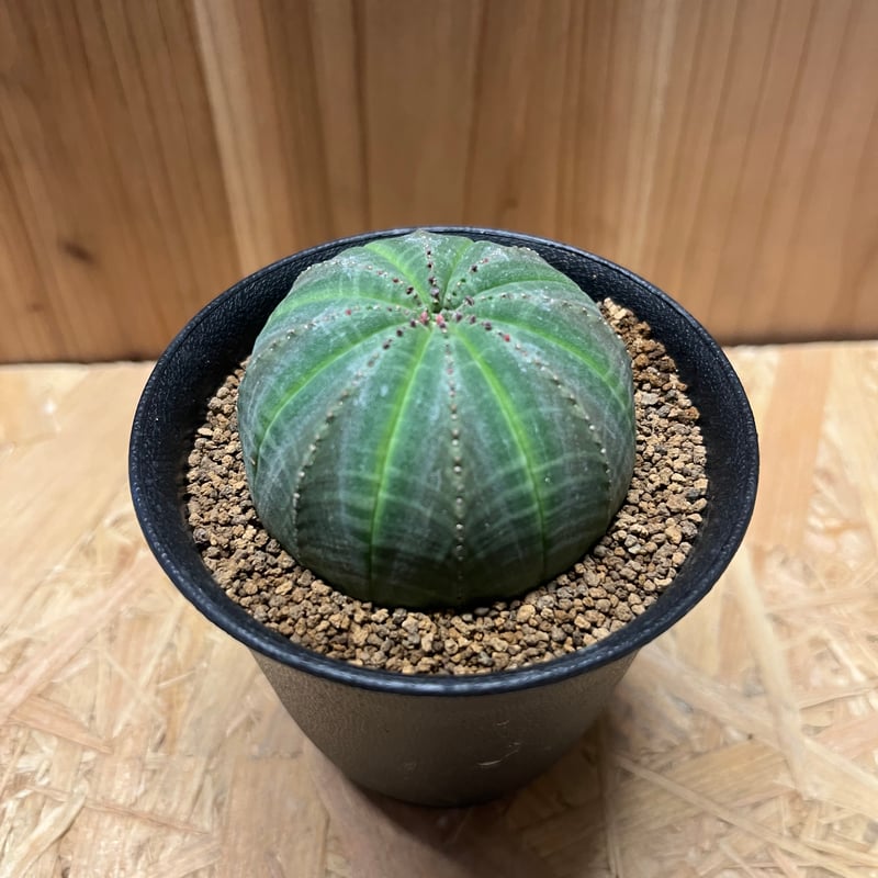 ユーフォルビア オベサ ユーフォルビア・オベサ | Botanical Archive | 珍しい多肉植物と育て方