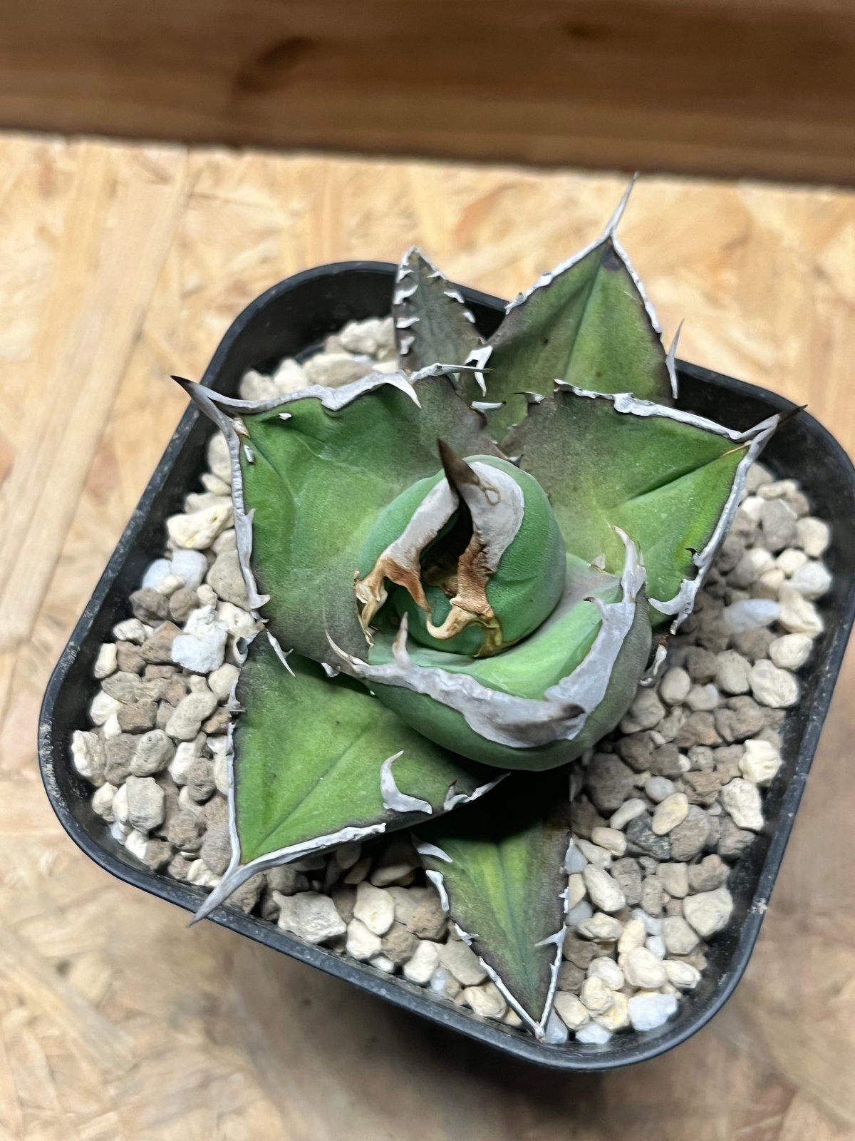 アガべ チタノタ '白犀牛' | GREEN LUCK