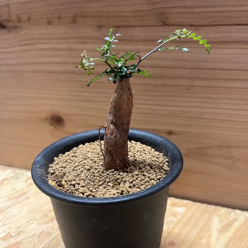 【国内実生】オペルクリカリア デカリー ボコ肌 季節斑が出ます ※鉢のまま発送 オペルクリカリア デカリー | GREEN LUCK