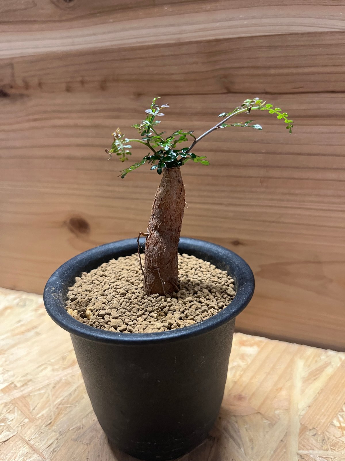 オペルクリカリア デカリー | GREEN LUCK