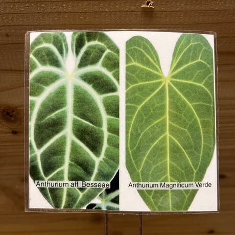 アンスリウム　ハイブリッド　aff.besseae×Magnificum Verde
