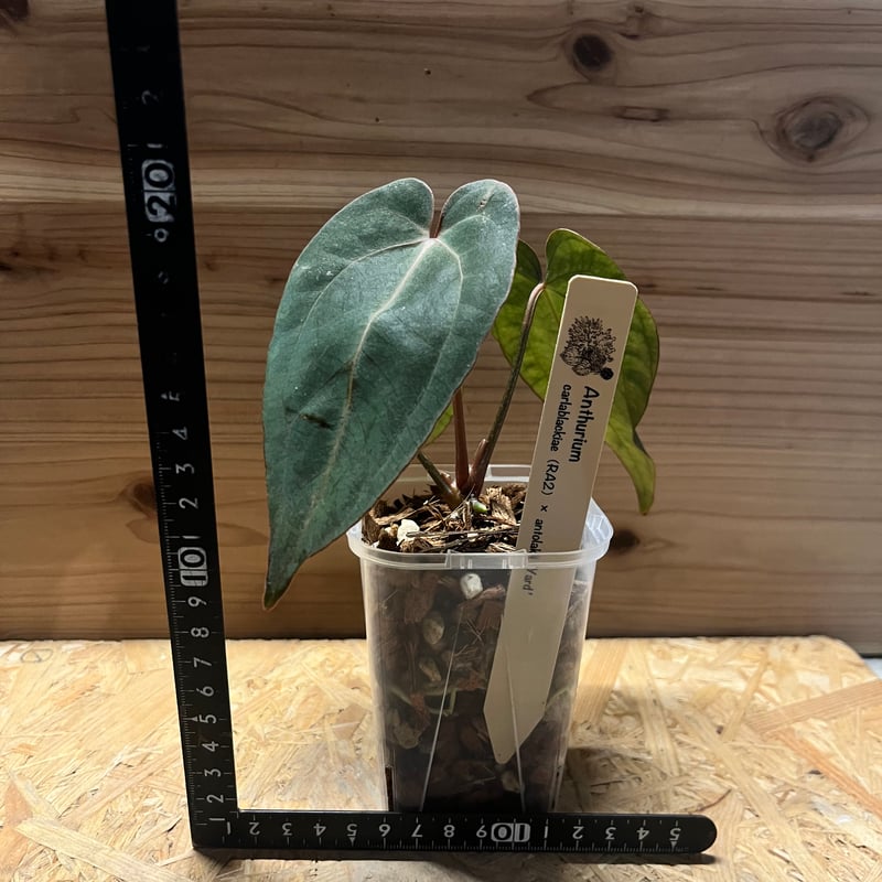 アンスリウム カーラブラッキー×アントラキー'ヤード' | GREEN LUCK