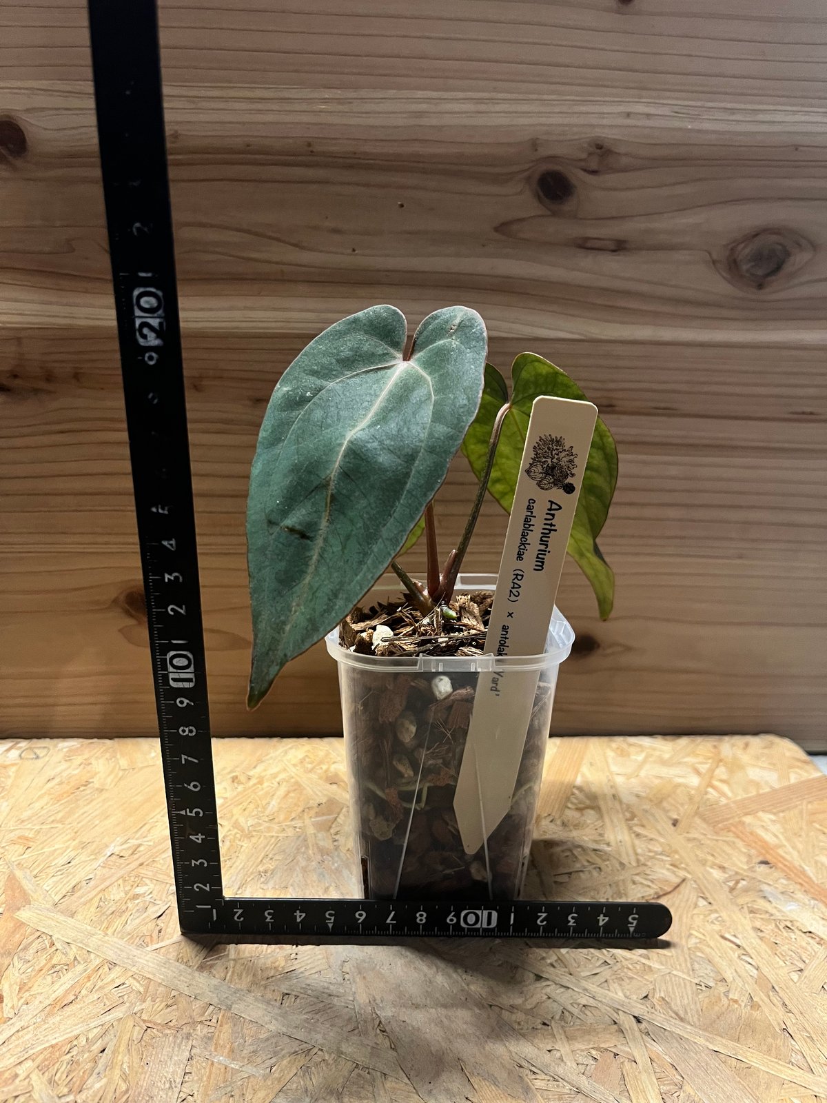 Anthurium Carlablackiae/アンスリウム カーラブラッキー⑨ Secret Bazaar | _ 『 アンスリウム・カーラブラッキーアイ