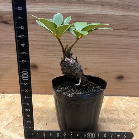 ザミア　フルフラセア