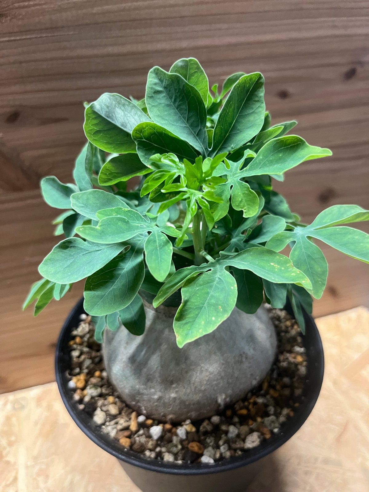 アデニア グラウカ | GREEN LUCK