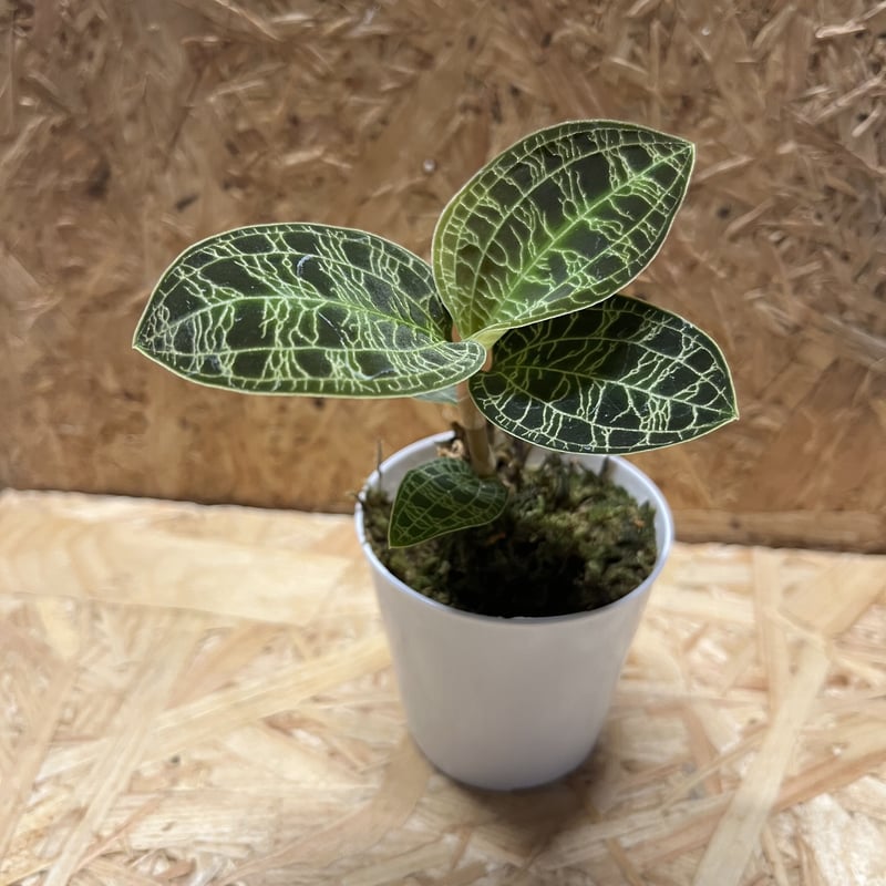 ジュエルオーキッド マコデスペトラ | GREEN LUCK