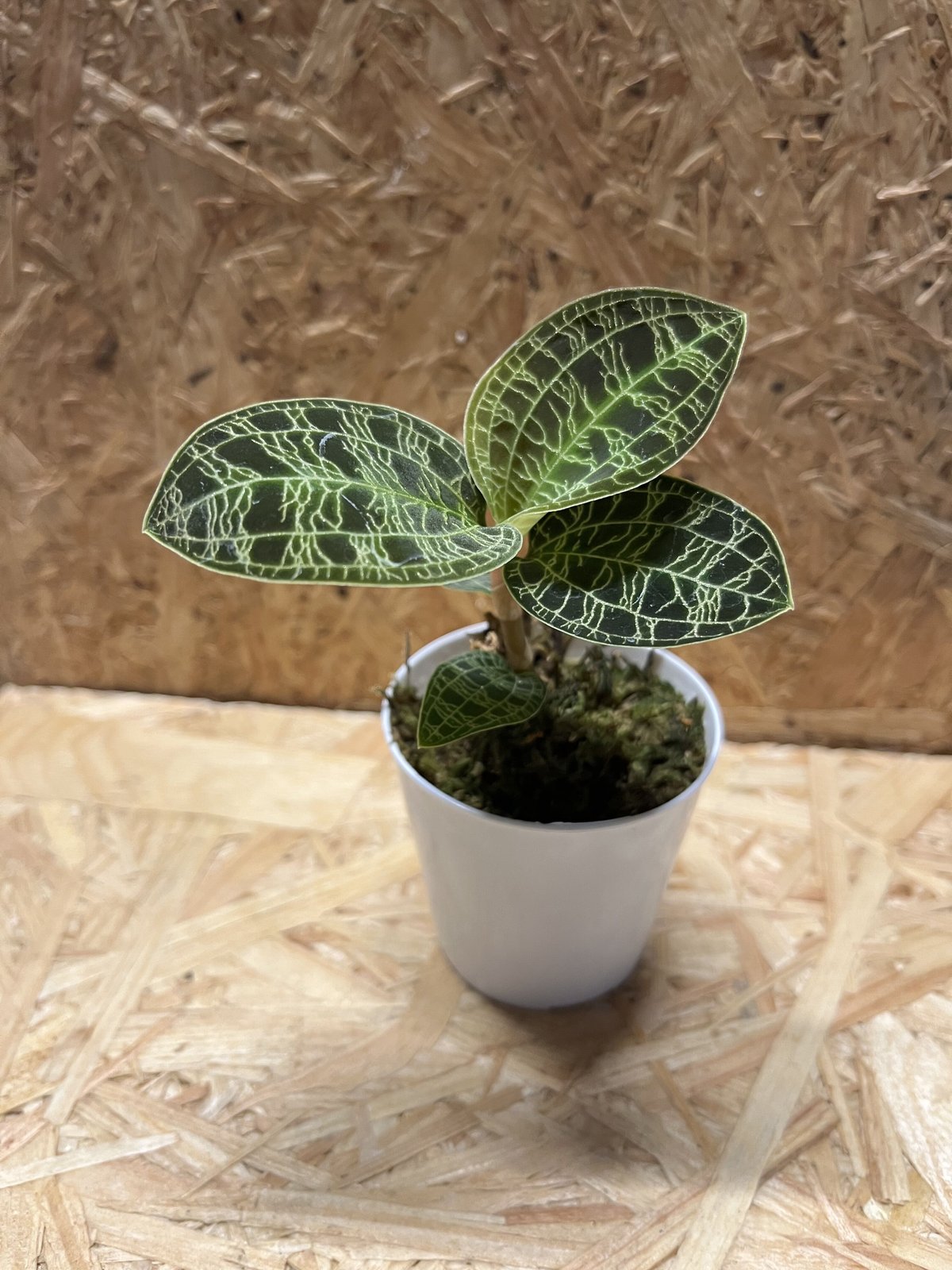 ジュエルオーキッド　マコデスペトラ　プラチナム ジュエルオーキッド マコデスペトラ プラチナム Macodes petola