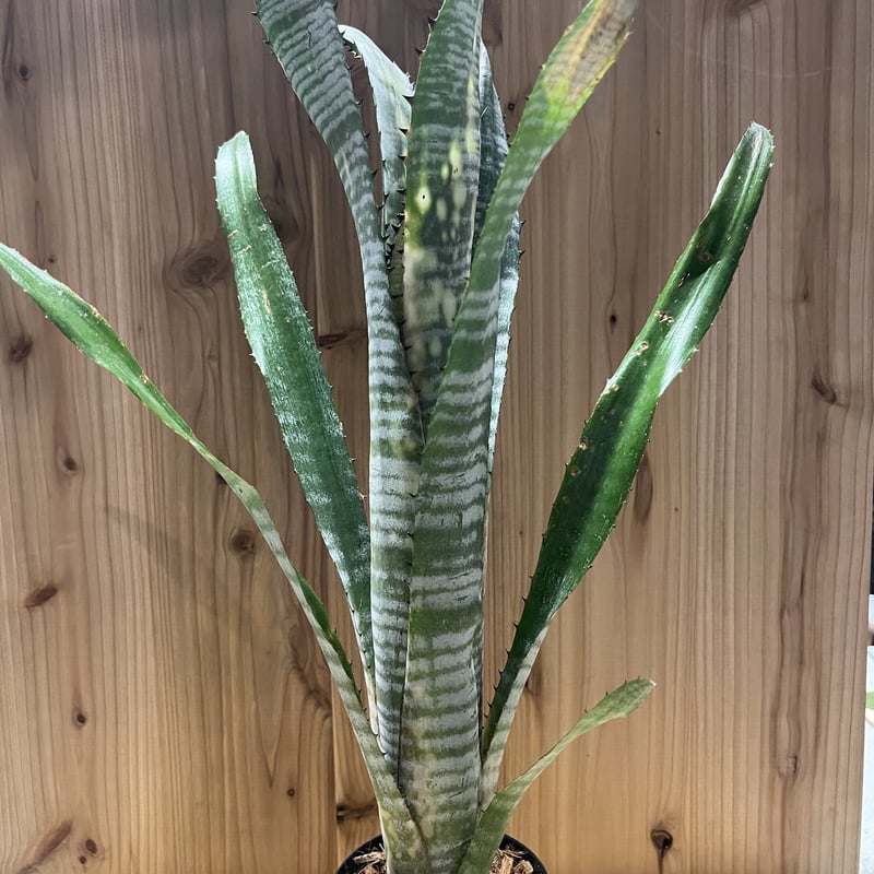 ビルベルギア パイプライン | GREEN LUCK