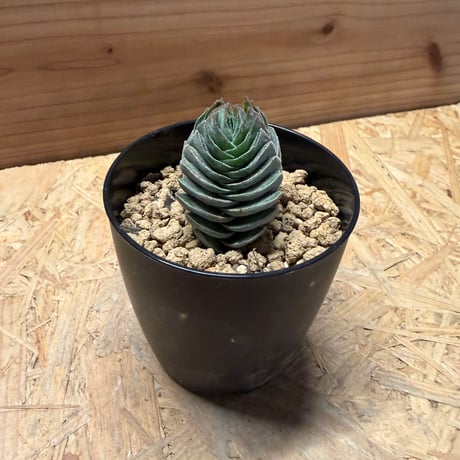クラッスラ　キムナッキー