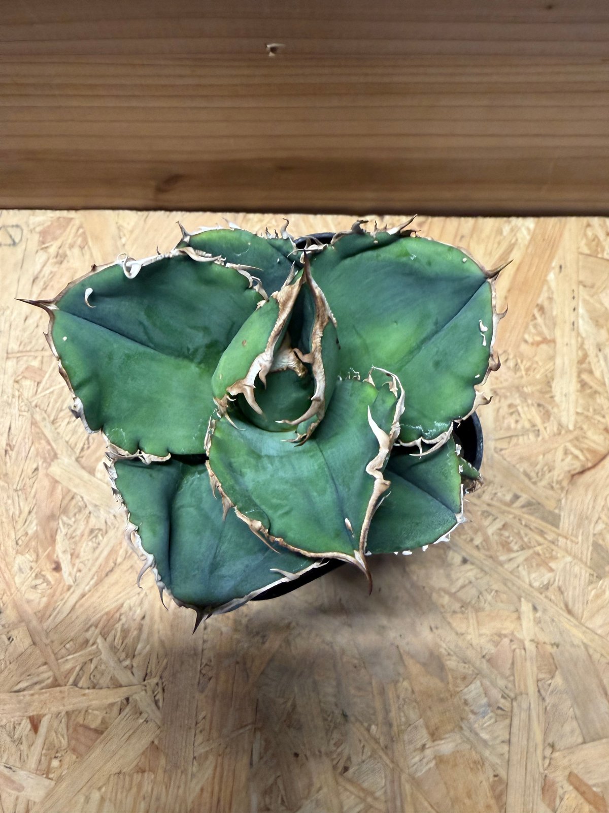 アガベ チタノタ '蚩尤' | GREEN LUCK