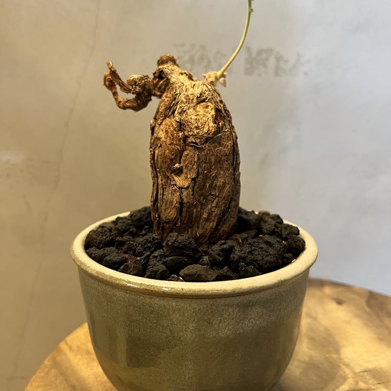 ペラルゴニウム トリステ ×伝市鉢 | GREEN LUCK