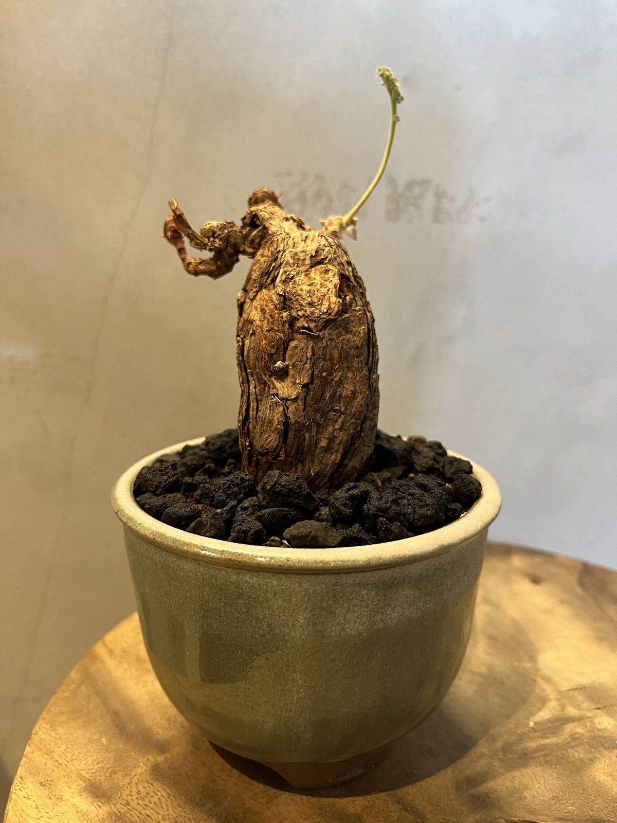 ペラルゴニウム トリステ ×伝市鉢 | GREEN LUCK