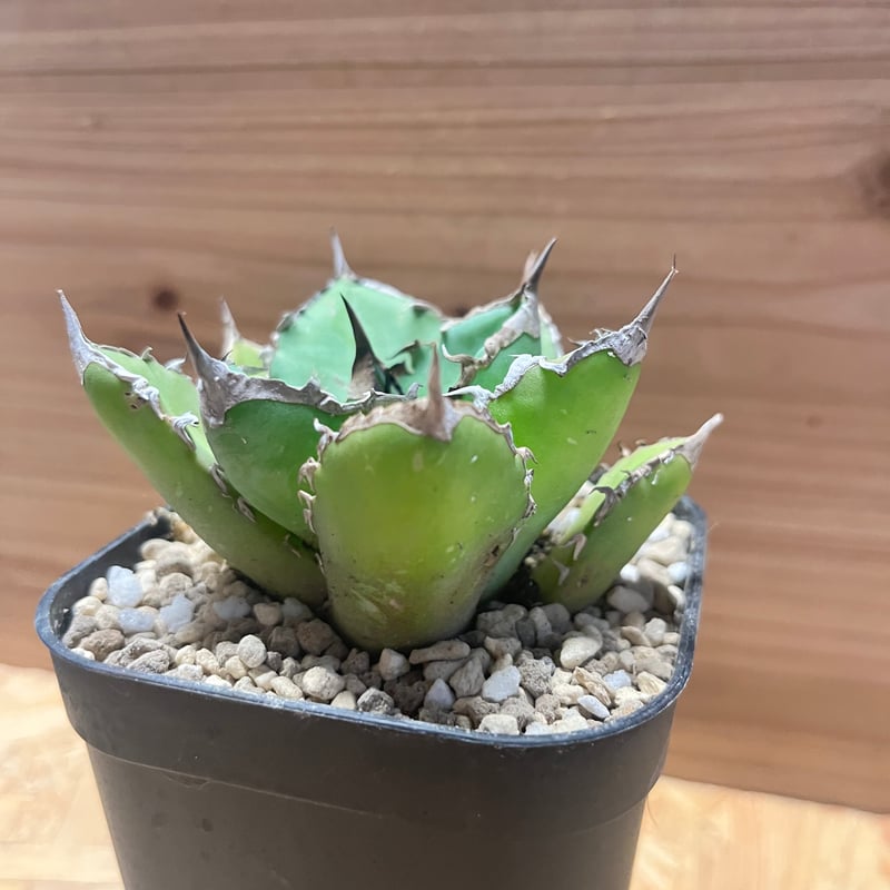 アガベ チタノタ 'シャークソード' | GREEN LUCK