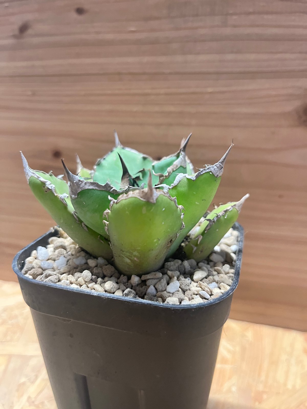 アガベ チタノタ 'シャークソード' | GREEN LUCK