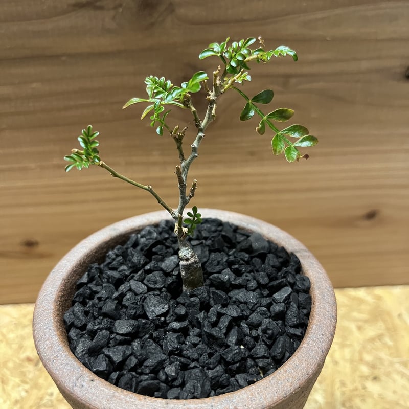 鉢のまま宅急便発送】パキプス 実生株⑦ 【公式通販】