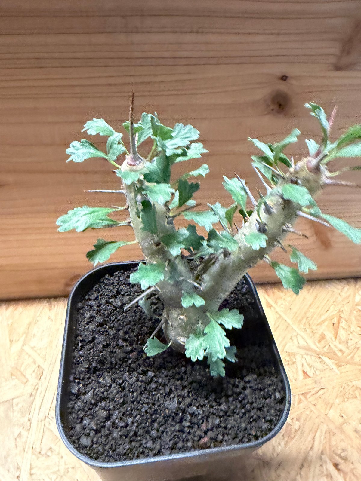 モンソニア クラシカウリス | GREEN LUCK