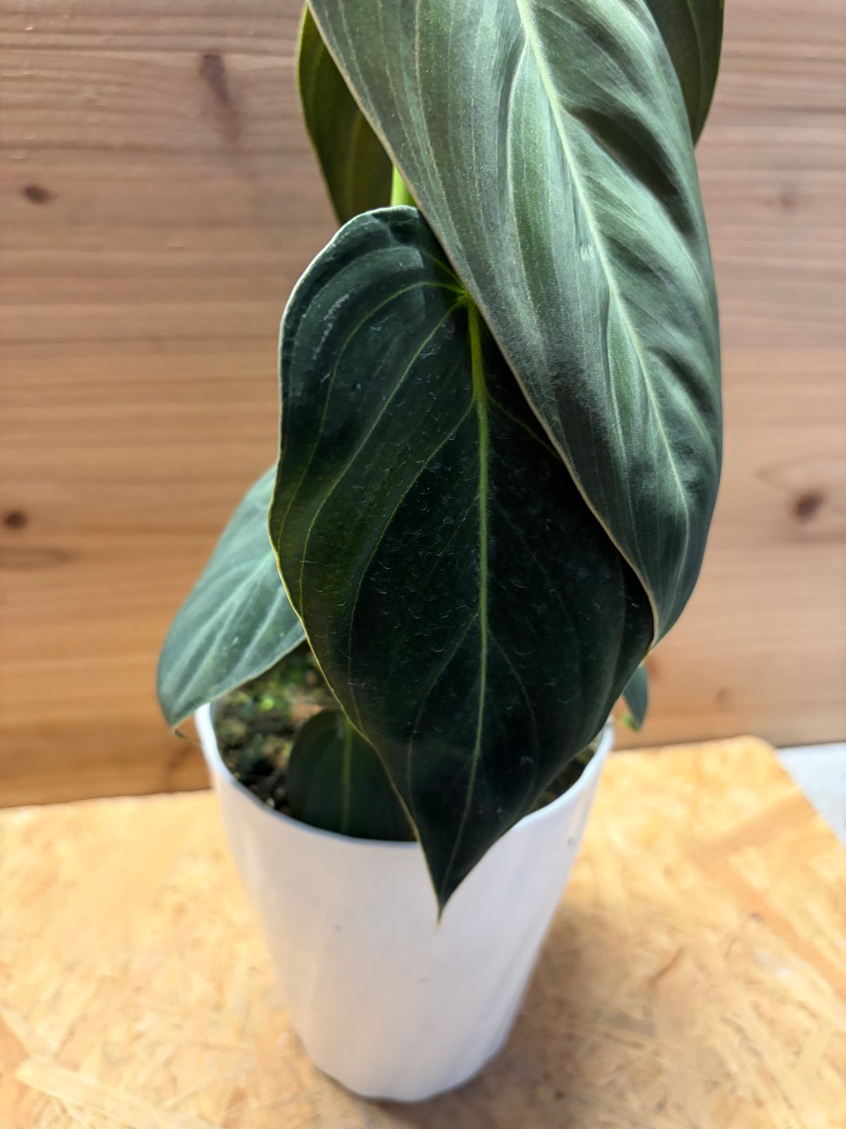 観葉植物 YM273 Melanochrysum フィロデンドロン メラノクリサム