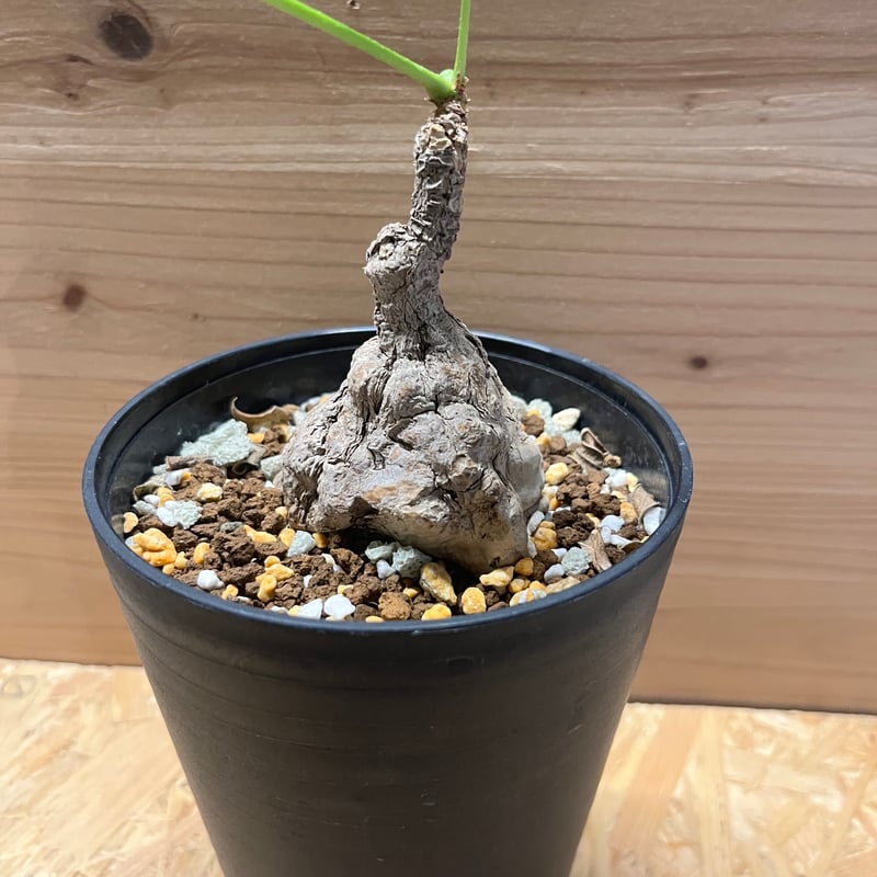 【極美/塊根植物/益子焼】フィルミアナ コロラータ 鉢植え 極美/塊根植物/益子焼】フィルミアナ コロラータ 鉢植え