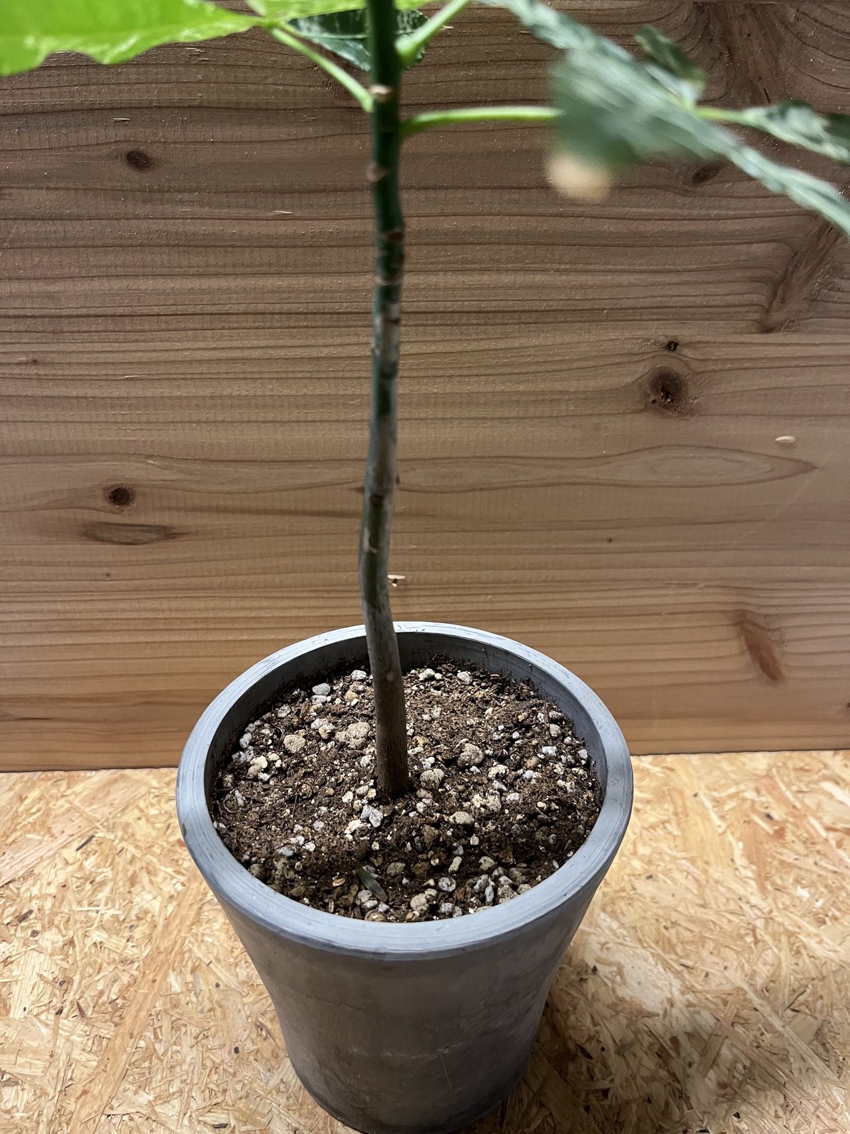 パキラ ミルキーウェイ 実生 | GREEN LUCK