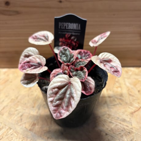 CATEGORY 観葉植物 | GREEN LUCK