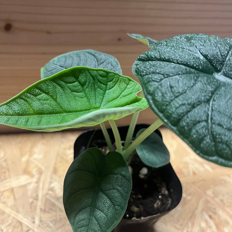 アロカシア メロ | GREEN LUCK