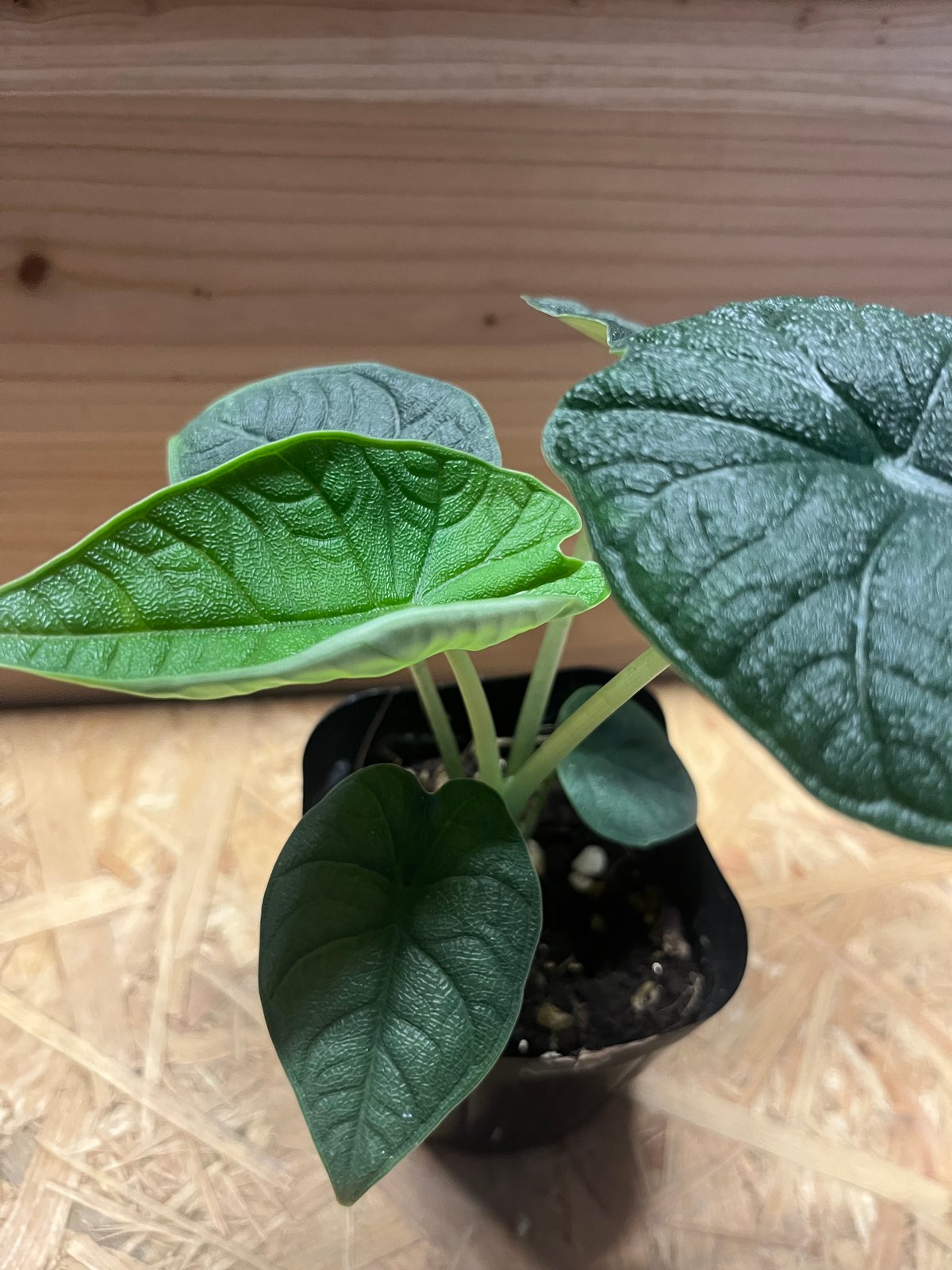 アロカシア メロ オーレア fit=scale-down,w=1200