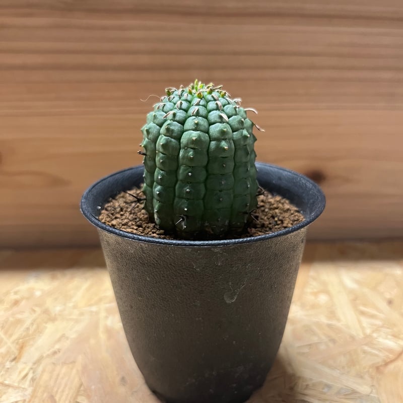 ユーフォルビア ステリスピナ 群星冠 | GREEN LUCK