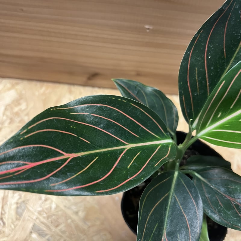 アグラオネマ　ロタンダム　アチェ　Rotundum aceh Aglaonema rotundum 'variegated' from 花宇宙