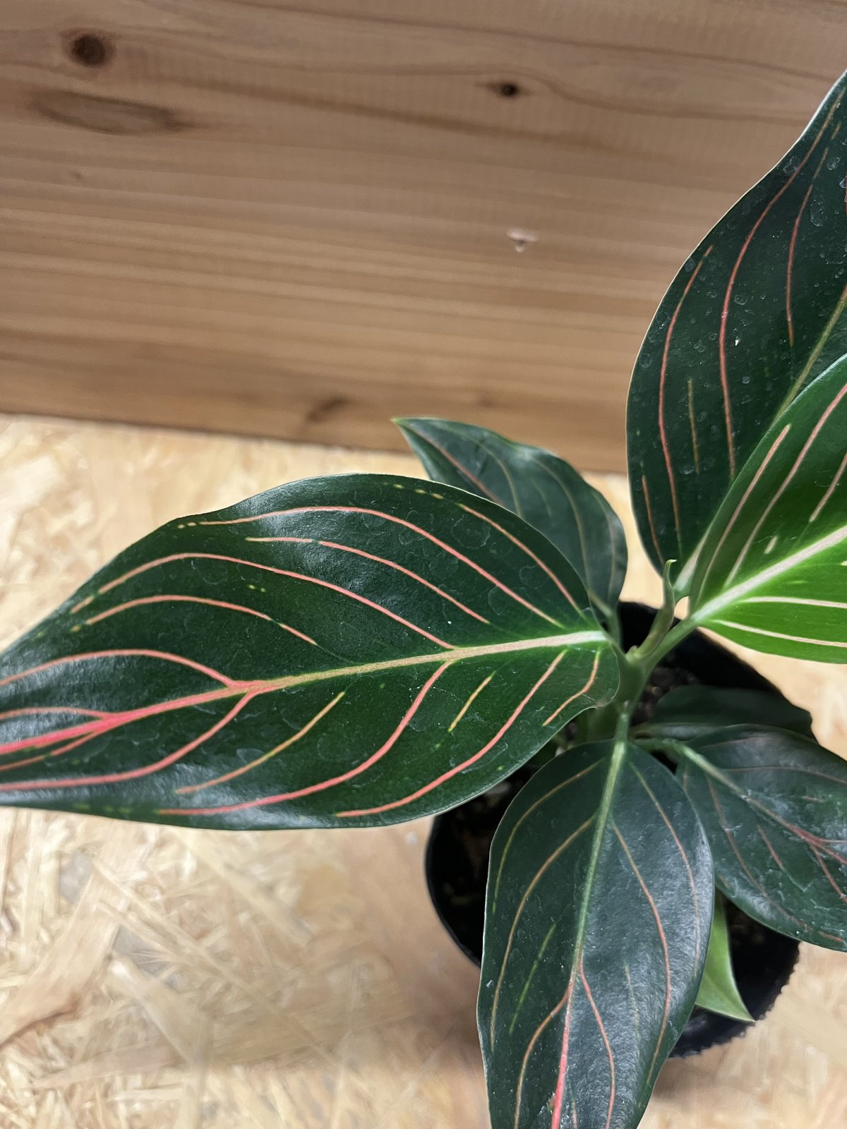 アグラオネマ ロタンダム | GREEN LUCK