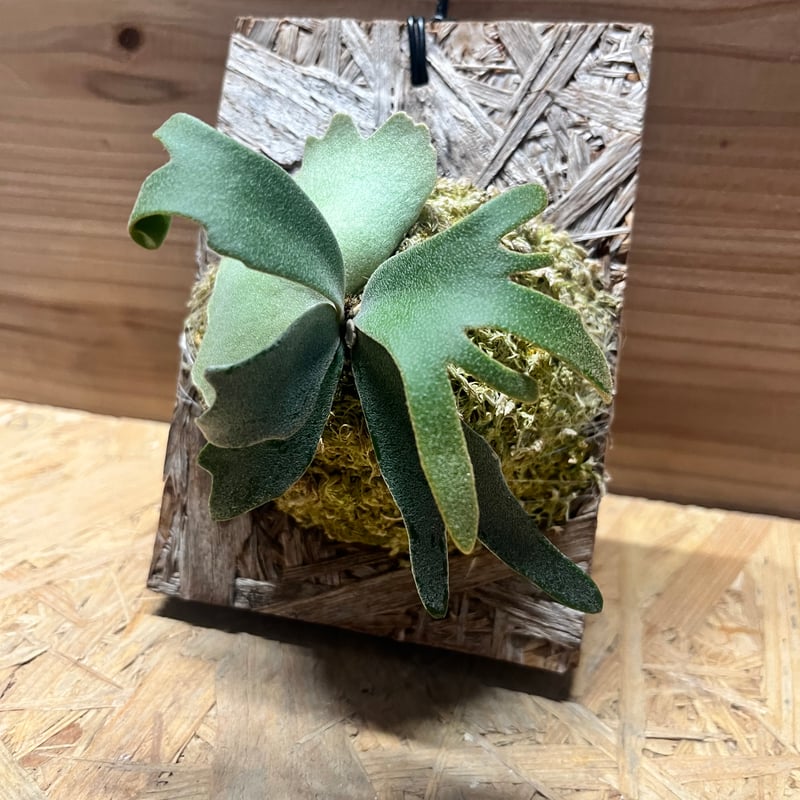 ウィリンキー　ボゴール　スーダン　ドワーフ　スポア ウィリンキー ボゴール スーダン ドワーフ スポア ウィリンキー