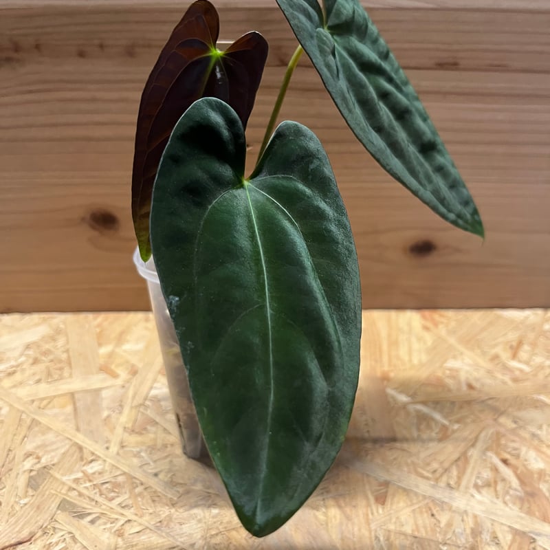 アンスリウム パピリラミナム | GREEN LUCK