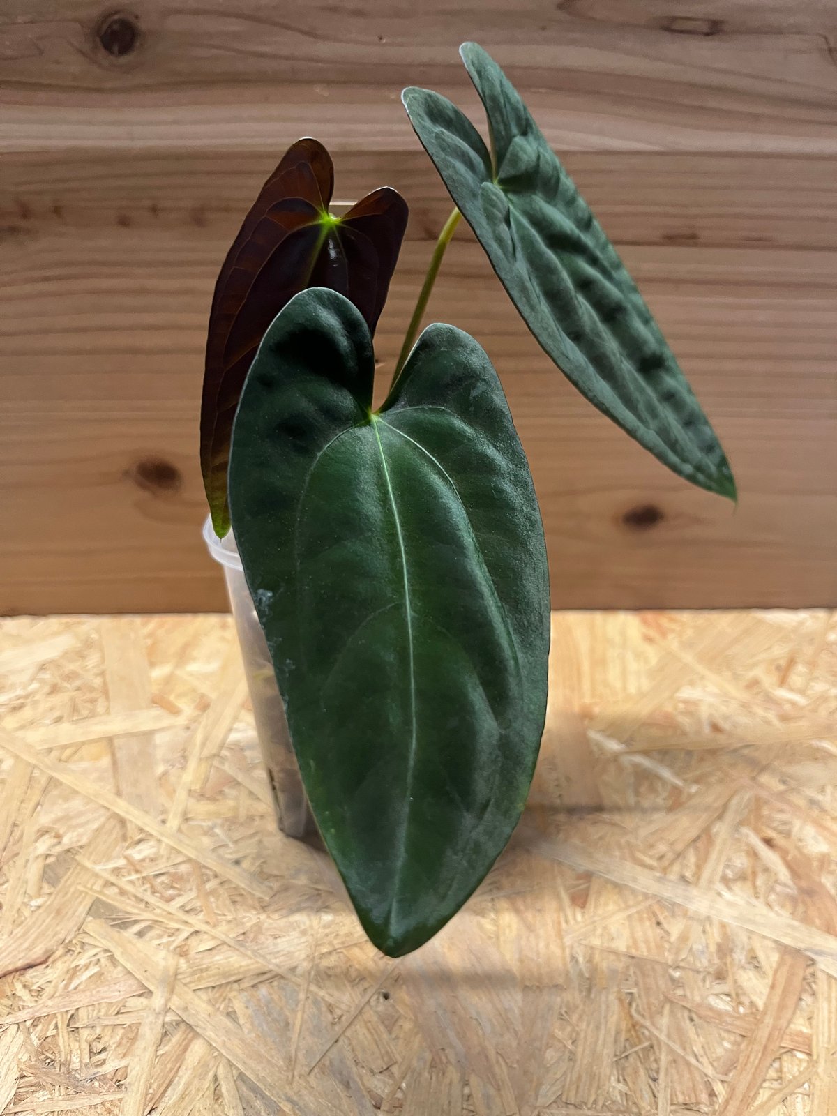 M*A様 85 S&P アンスリウム　パピリラミナム　グナヤラタイプ　原種 85 S&P アンスリウム パピリラミナム グナヤラタイプ 原種