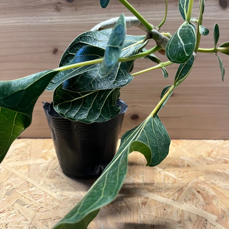 希少 フィカス クリシュナ 菩提樹 7号鉢 曲がり 菩提樹の実種類