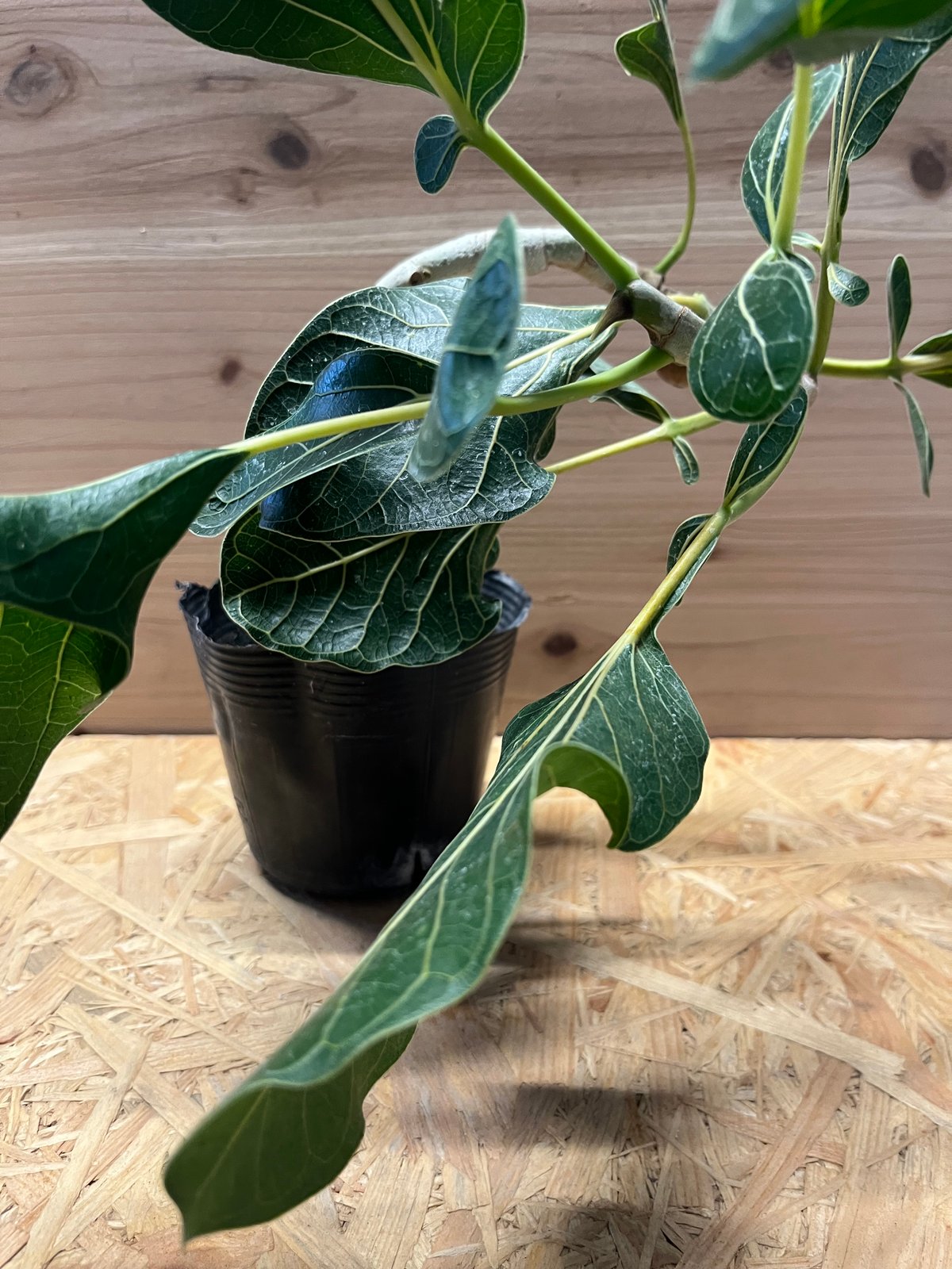 フィカス クリシュナボダイジュ | GREEN LUCK