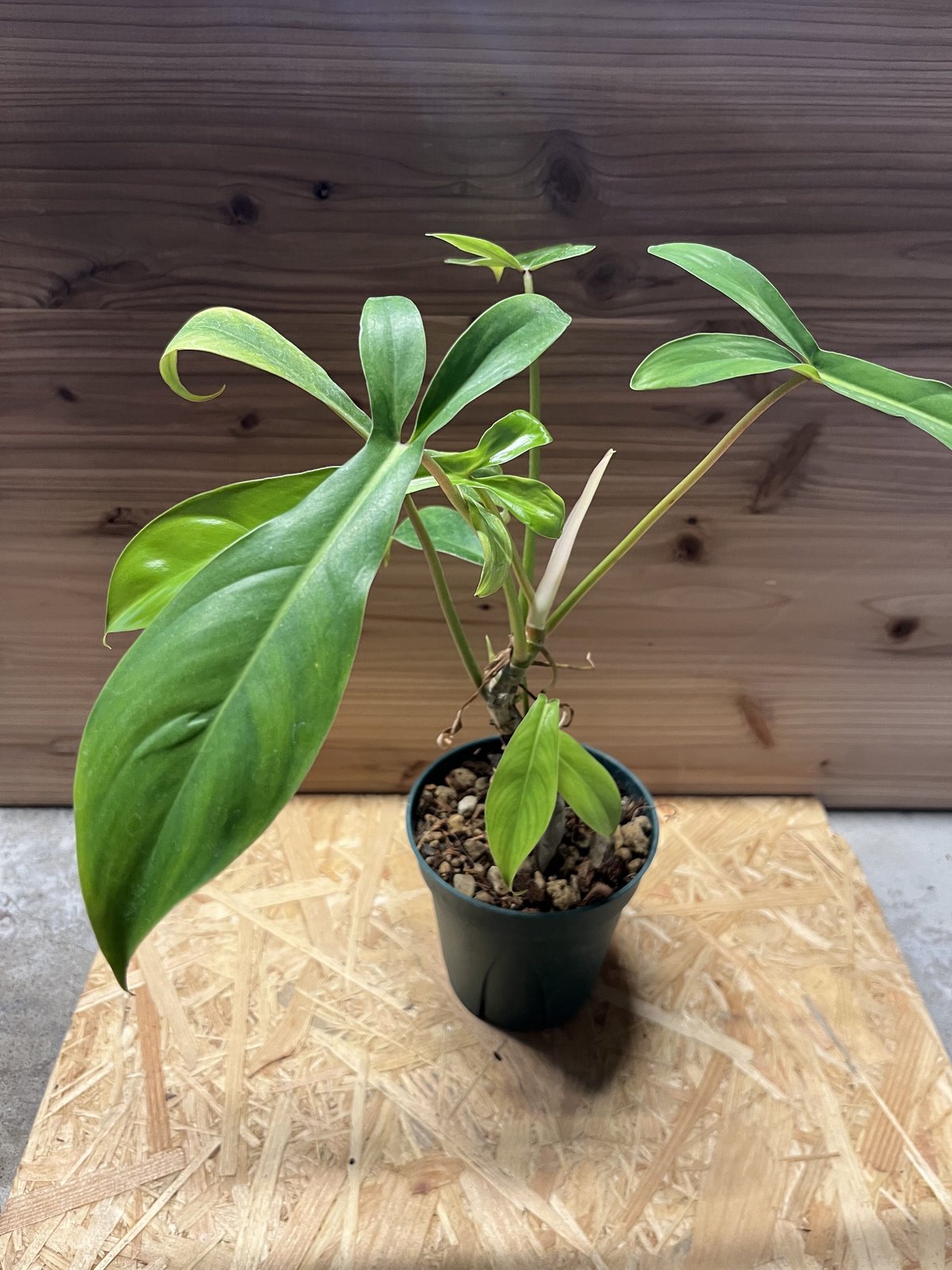 フィロデンドロン 69686 | GREEN LUCK