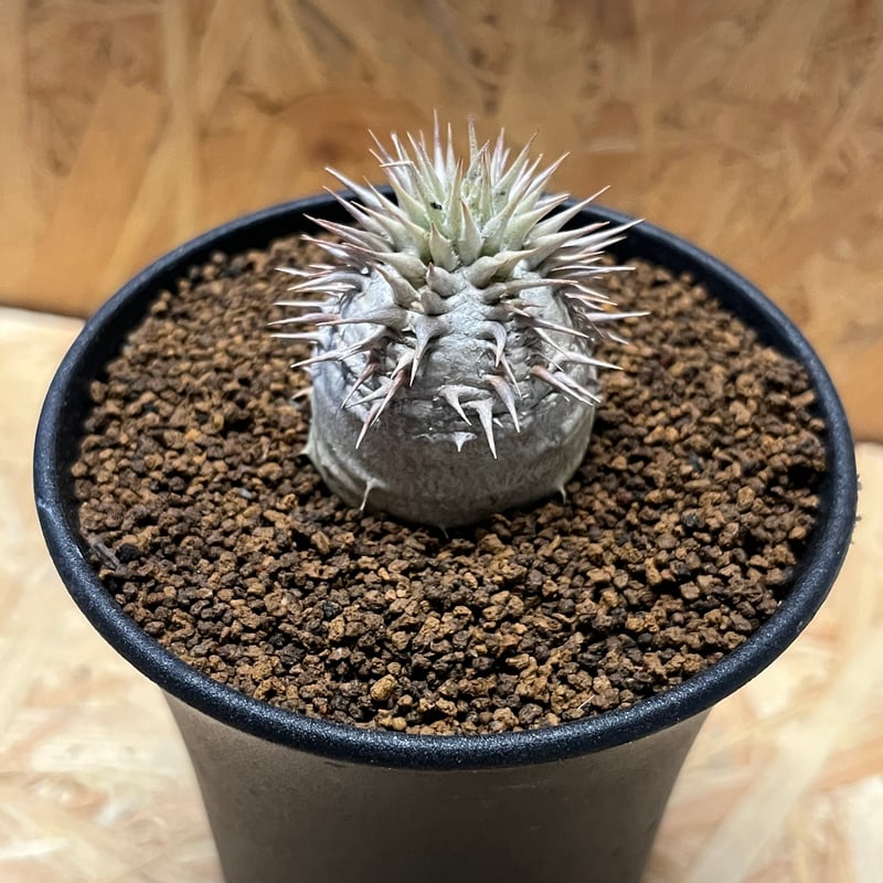 縁起物　※お値打ち※ 良型分岐  パキポディウム デンシカウレ 恵比寿大黒 パキポディウム・デンシカウレ 